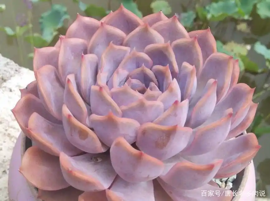 好养多肉之露西娜——夏天不怕高温暴晒,叶片还能晒出粉粉的颜色
