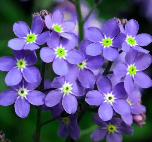 小清新紫色勿忘我