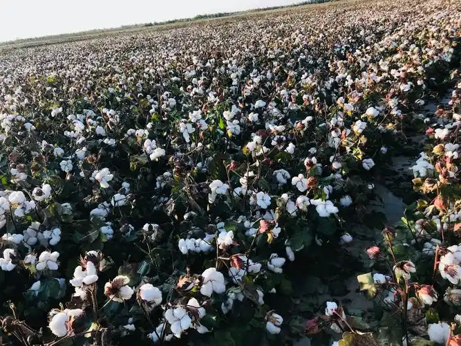 不同品种籽棉的衣分率差异