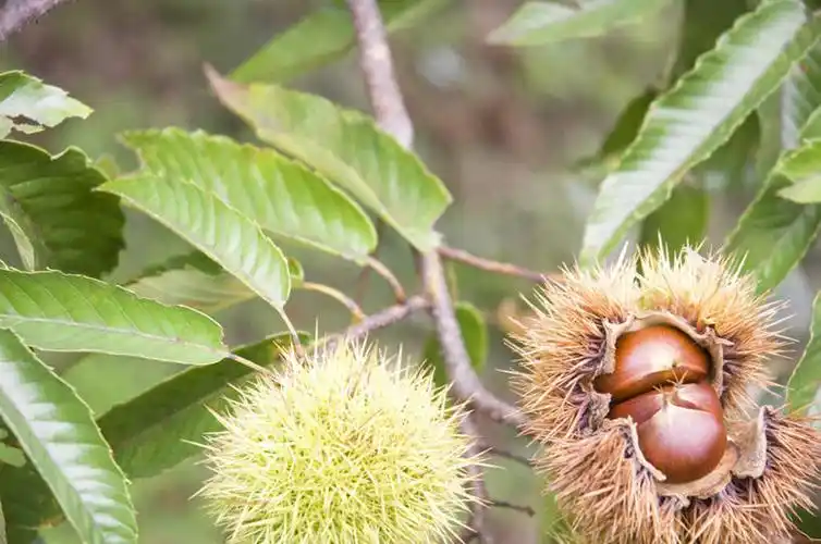 俯视,室外,白天,美景,树林,植物,许多,景观,板栗,栗子,坚果,毛栗子,树