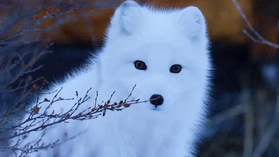 狐狸arcticfox壁纸