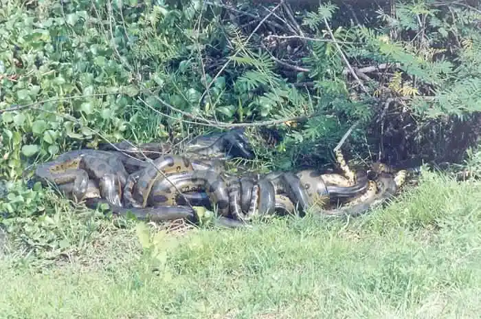 世界上最大的蛇,真实的狂蟒之灾! - 寒玄清 - 寒玄斋