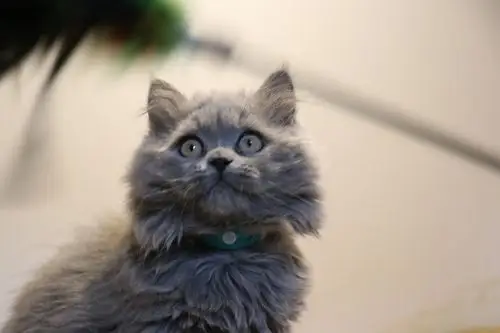 沐米宠物 英短蓝猫 蓝猫 高地长毛猫