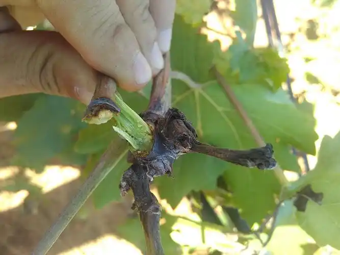 葡萄蔓枯病的症状及3点防治措施