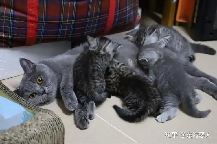 美短和英短杂交好看吗?养猫的来戳戳 - 知乎