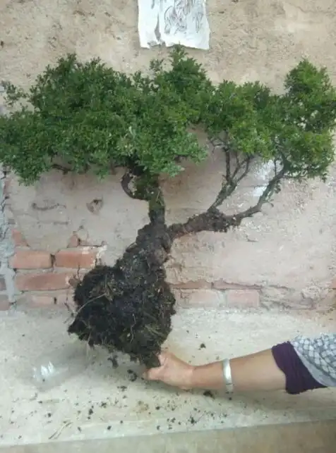 精美盆栽;铁马鞭盆景!多种几颗有好处!