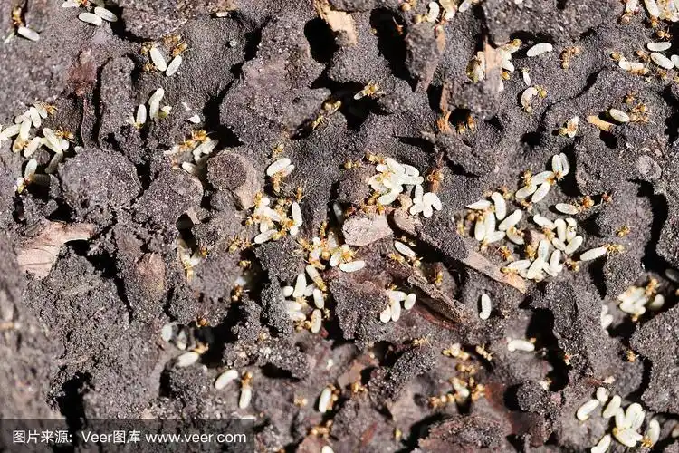 带幼虫的盗蚁——红火蚁