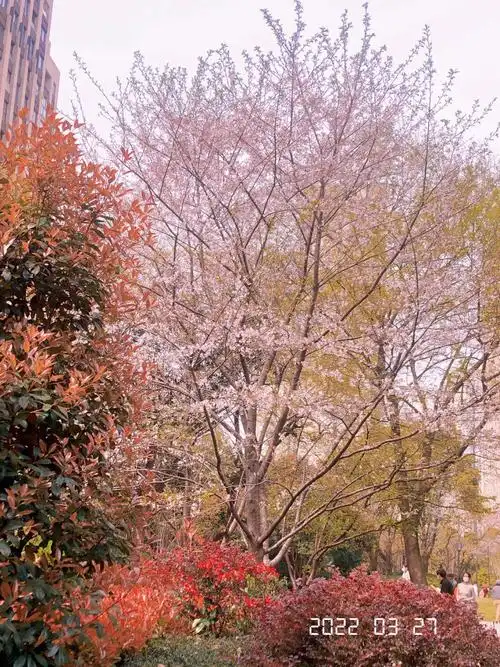 樱花树突然就开始秃了94下午我滴家人又准时出现在东门投喂97前几