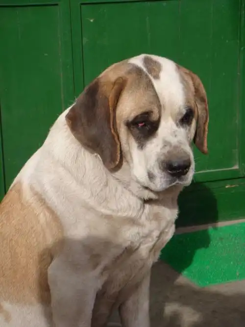 p>圣伯纳犬(saint bernard)又名 a href="#" data-lemmaid="10679897