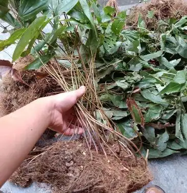 00元/斤 - 一亩田