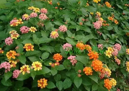 马缨丹草药功效与作用的图片