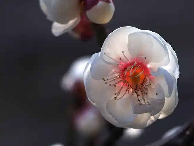 plum blossoms in japan gallery : plum blossoms signal that