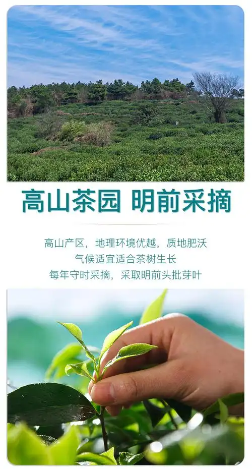 2021新茶碧螺春茶叶浓香毛尖绿茶花果香250g礼盒装过年春节礼品250g