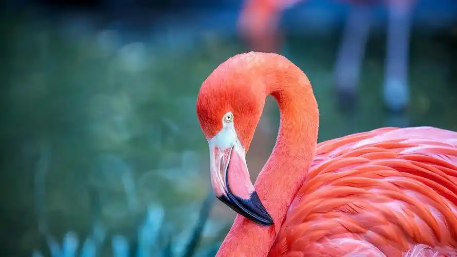 壁纸 红色羽毛的火烈鸟,背景虚化 1920x1440 hd 高清壁纸, 图片, 照片