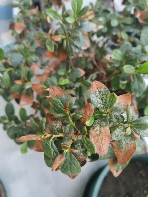 杜鹃养了几年了 这两天叶子突然就变这样了 求助有没有人知道该怎么救