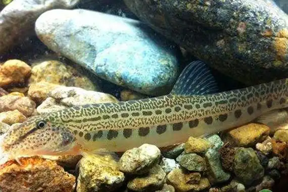 花鳅养殖板鳅养殖陆鳅养殖重庆市荣昌县渝西鱼苗第一县 大力发展泥鳅