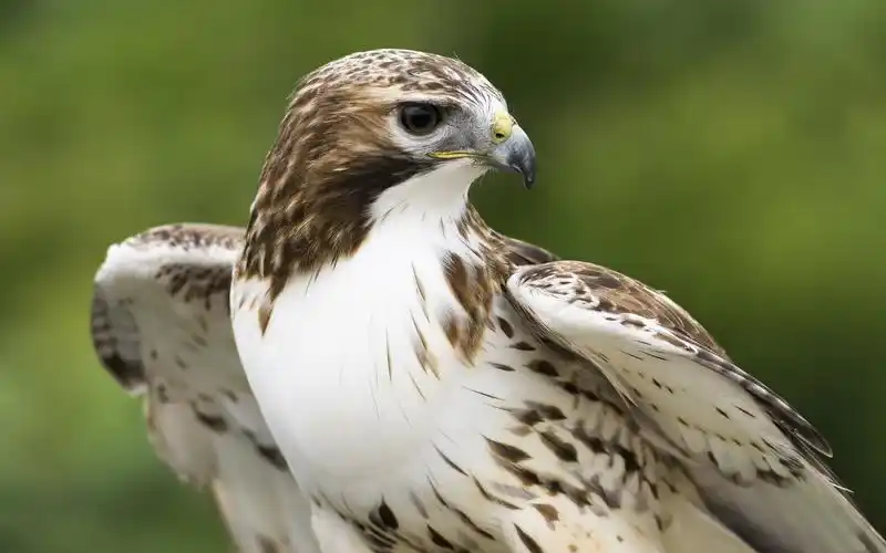 壁纸 鹰回头看,翅膀 1920x1200 hd 高清壁纸, 图片, 照片