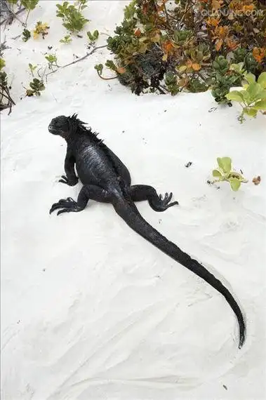 p>海鬣蜥(学名: i>amblyrhynchus cristatus /i>):是仅出没在 a href