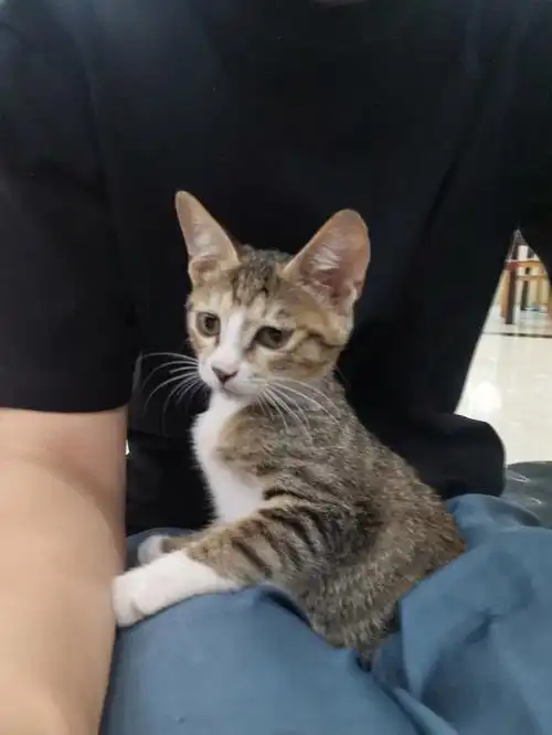 土猫也很可爱啊