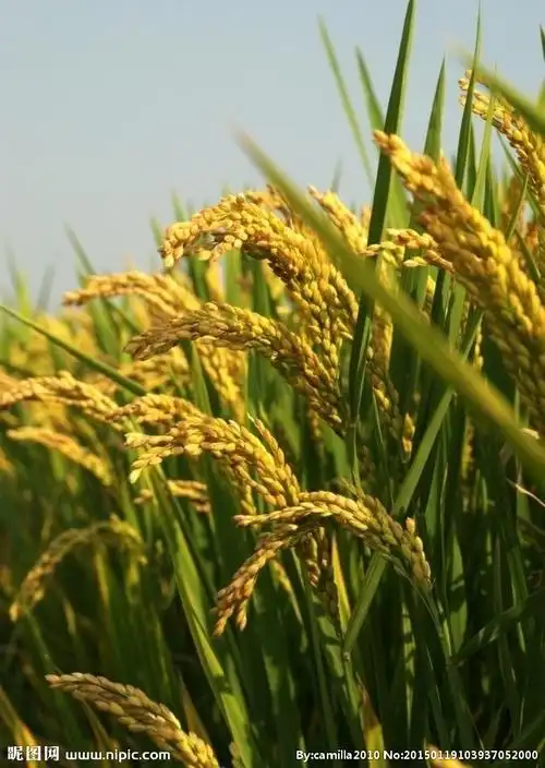 稻穗图片