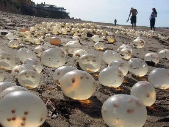 这些东西跟水母一样虽然漂亮,但是有毒,在太阳的照射下,可以看到里面