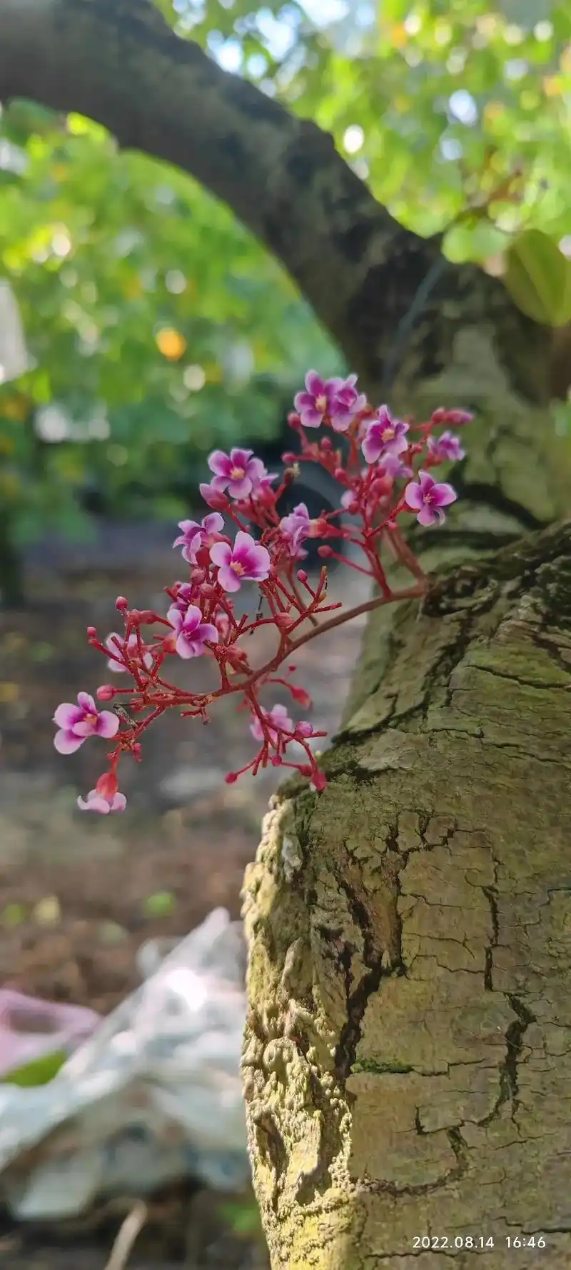 马来西亚红杨桃 开始开花结果啦.春去秋来年复年,又见枝头吐新 - 抖音