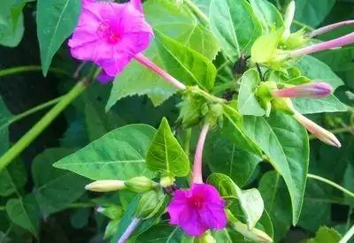 胭脂粉草药图片,中草药胭脂花(花常数朵簇生枝端)