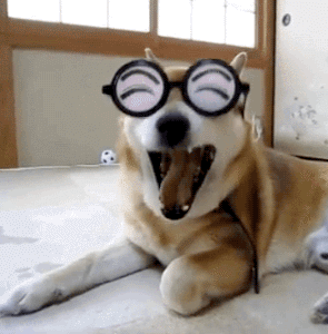 萌到心头的萌物gif