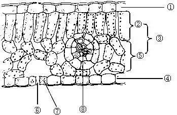 下图是某一植物叶片的结构示意图,请分析回答下列问题.