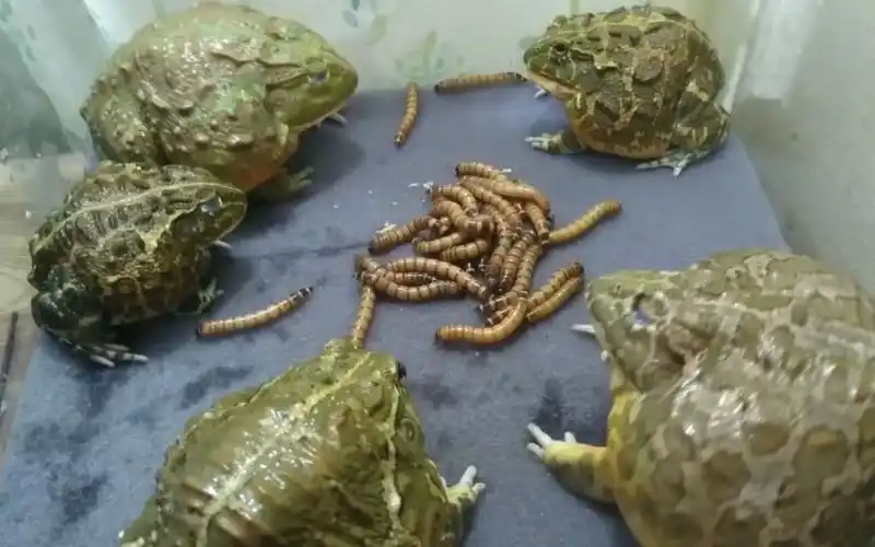 一大群牛蛙大口吞虫子-贼治愈-牛蛙就该这么凶猛-放空系列-终极萌宠