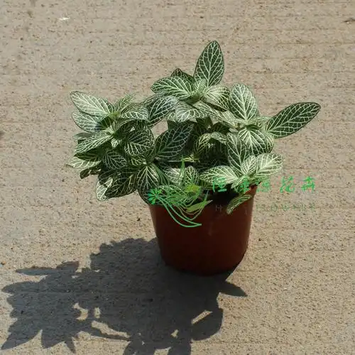 批发迷绿植盆栽净化空气防辐射微景观专用a80白天使网纹草