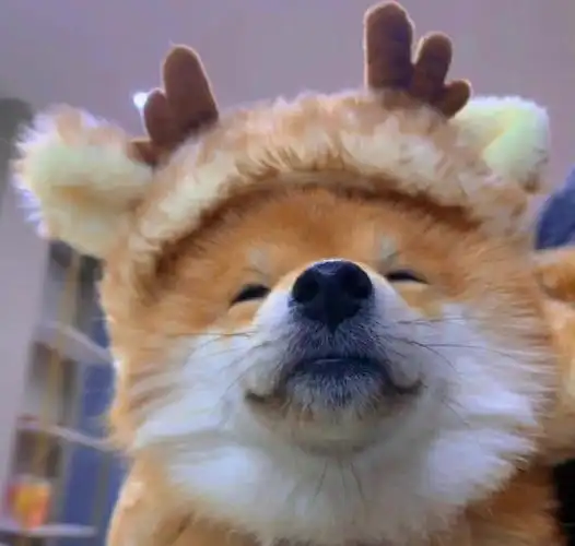 分享一只可爱的狗狗头像