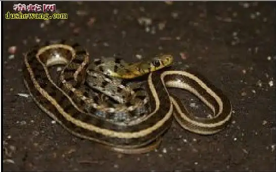 双带腹链蛇资料品种简介
