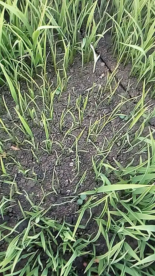 水稻苗床立枯病