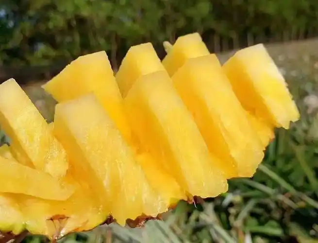 海南陵水金钻凤梨香甜又多汁个个都是恰到好处的甜细腻无渣汁水清润