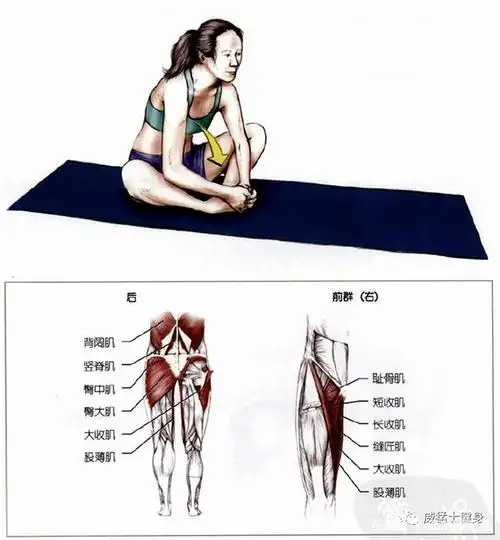 大腿内收肌拉伸,涉及大收肌,长收肌和短收肌