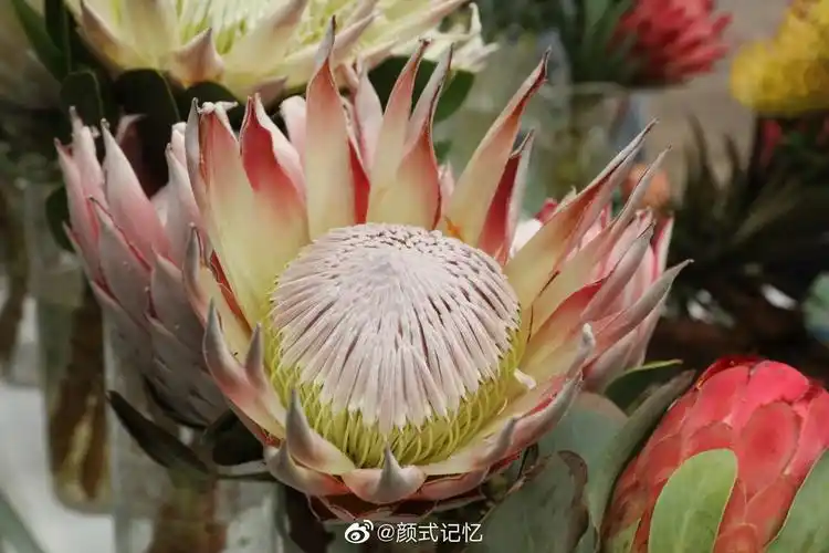 胜利圆满富贵吉祥一一帝王花南非共和国的国花