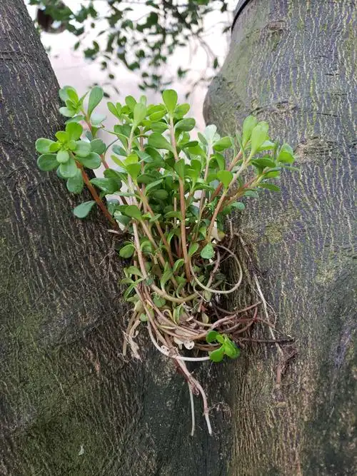 草诗(6) 廖元龙 文图 2019年4月4日