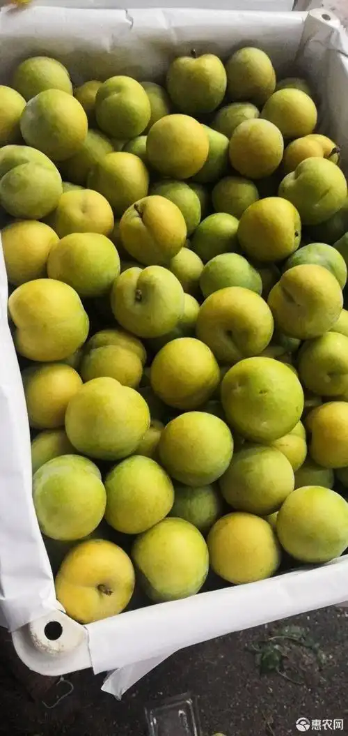 [蜂糖李批发] 正宗六马蜂糖李价格30元/斤 - 惠农网