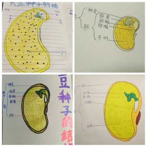 把种子的结构画下来,这样同学们记得更牢固了.看我们画的多认真