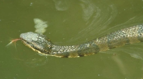 水蛇会爬行,也会游水,以鱼类,青蛙为食.