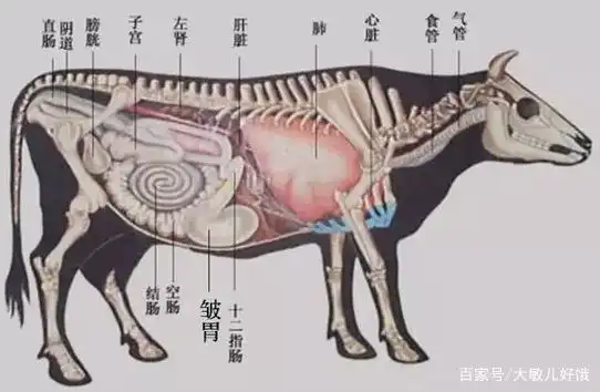 瘤胃:也叫毛肚; ● 网胃:金钱肚; ● 瓣胃:牛百叶; ● 皱胃:牛肚.