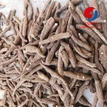 八百棒云南野生八百棒哪里能买到