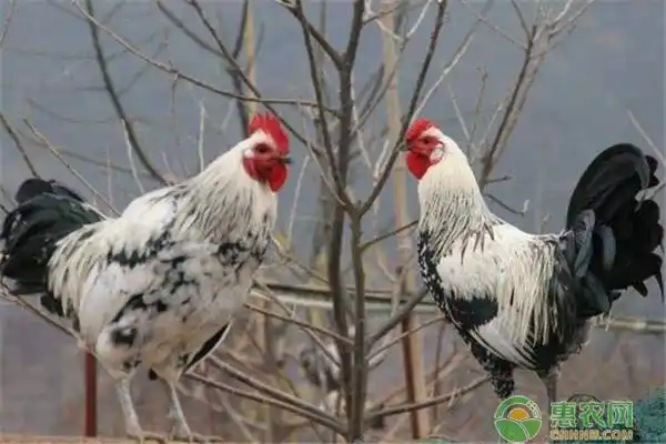 辰颐物语编辑部整理:养殖鹊山鸡有何优势?鹊山鸡养殖前景好吗?