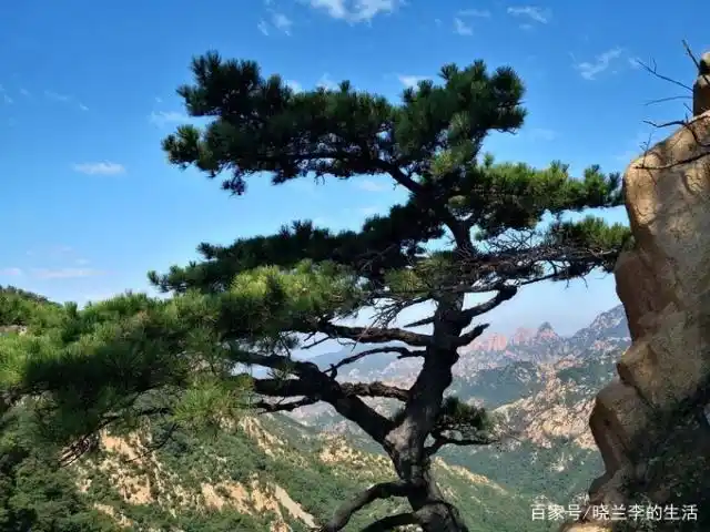 崖间傲然挺立的 青松 .