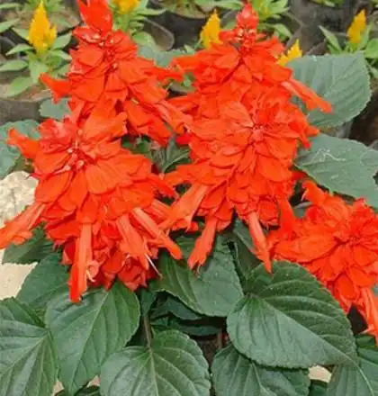 时令草花_宿根花卉_绿化苗木-青州市协诚花卉苗木有限公司