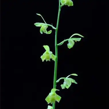 西施h2-15257 提供寄养 - 中国兰花交易网