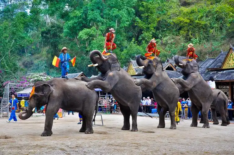 西双版纳野象谷大象表演