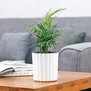 发财树盆栽小盆景办公桌桌面图片