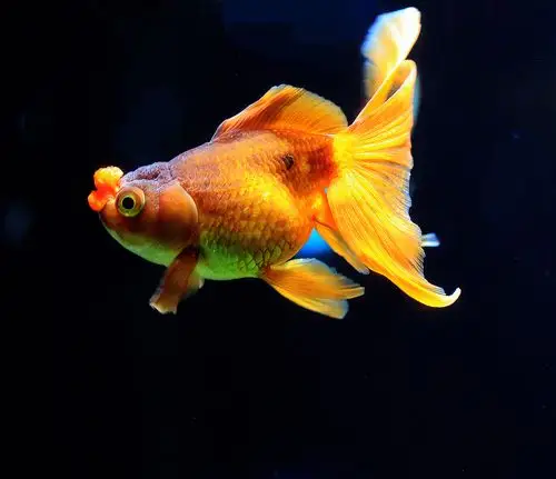 婀娜多姿(金鱼欣赏)